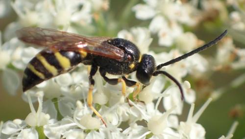 Argogorytes fargeii